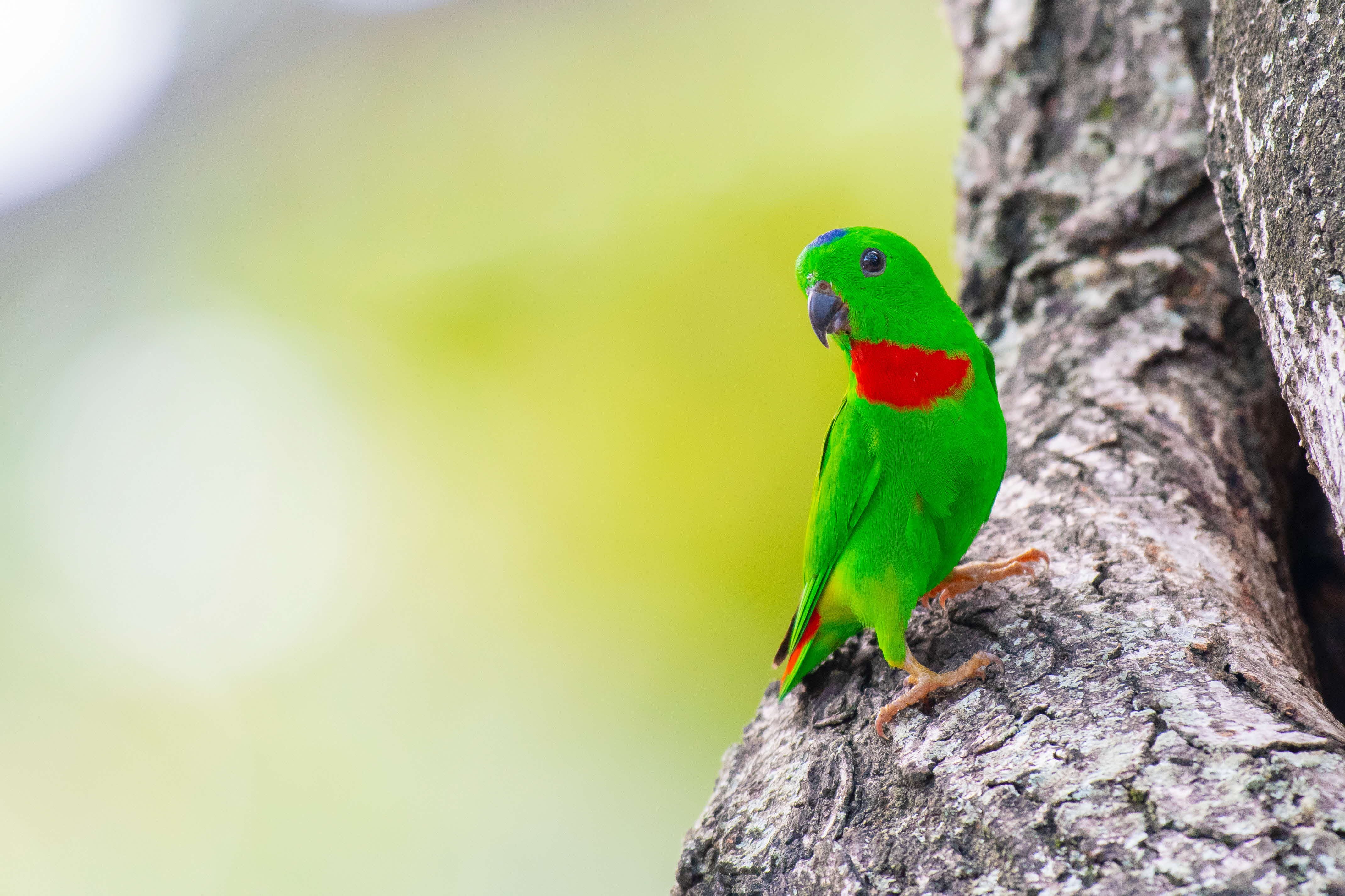 A green parrot with a tinge of blue on its head and red feathers at its neck. It is perched on a tree.